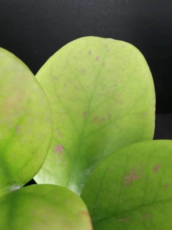 Hoya obovata, foto 2