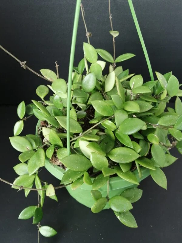 Hoya puber ex Hoya picta, foto 10