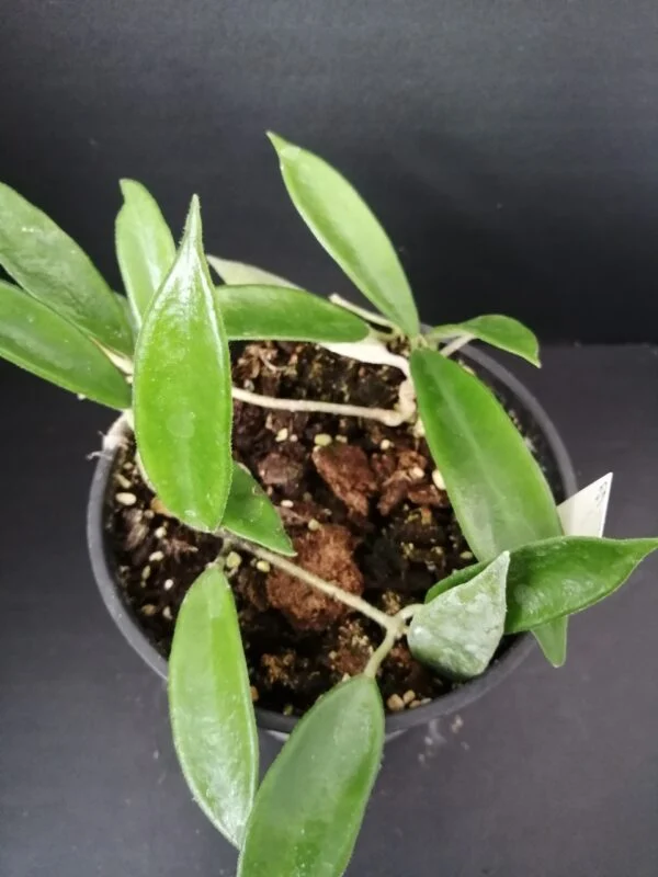 Hoya mirabilis, foto 3
