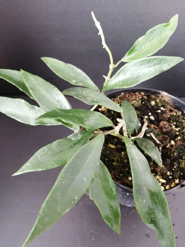 Hoya parasitica Splash, foto 3