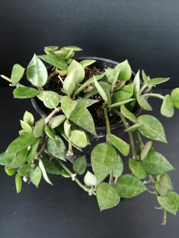 Hoya krohniana, foto 3