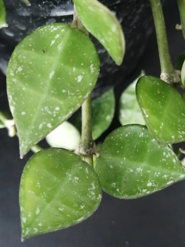 Hoya krohniana, foto 4