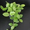 Hoya shepherdii, foto 3