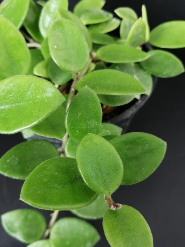 Hoya Chouke, foto 2