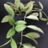 Hoya Rosita pianta giovane, pianta da interno