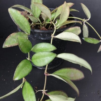 Hoya Rosita pianta giovane