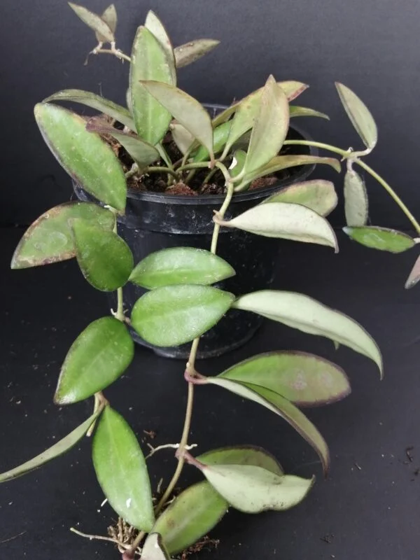 Hoya Rosita pianta giovane, pianta da interno