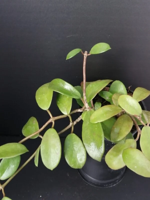 Hoya diversifolia, pianta da interno