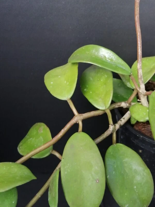 Hoya diversifolia, foto 2