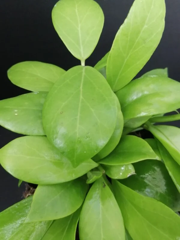 Hoya obscura, foto 2