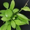 Hoya obscura, pianta da interno