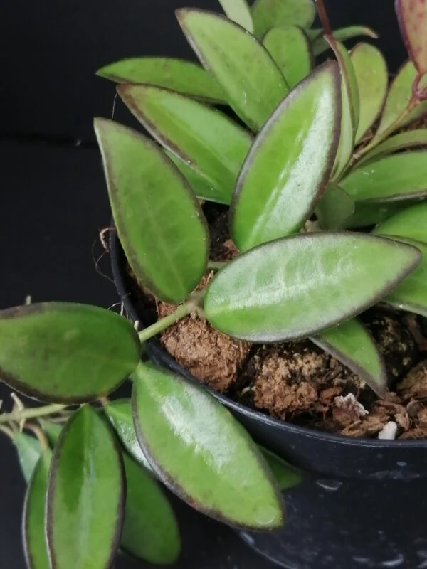 Hoya Rosita pianta giovane, foto 3