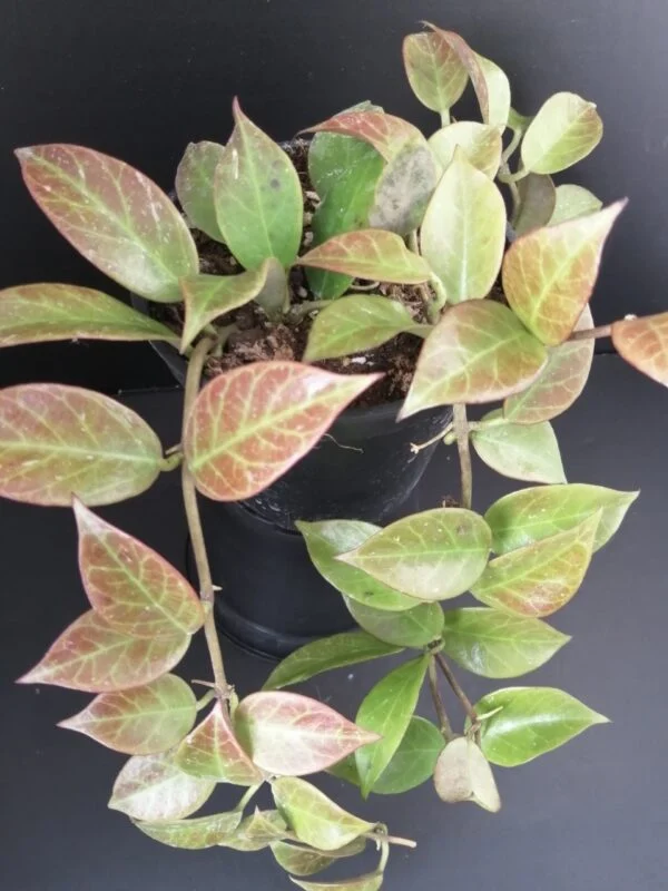Hoya Sunrise, pianta da interno