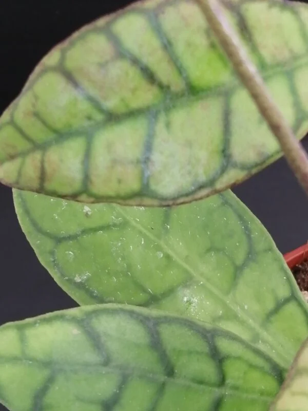 Hoya callistophylla Kal, foto 2