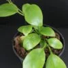 Hoya diptera, pianta da interno