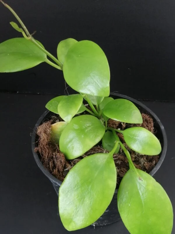 Hoya diptera, pianta da interno