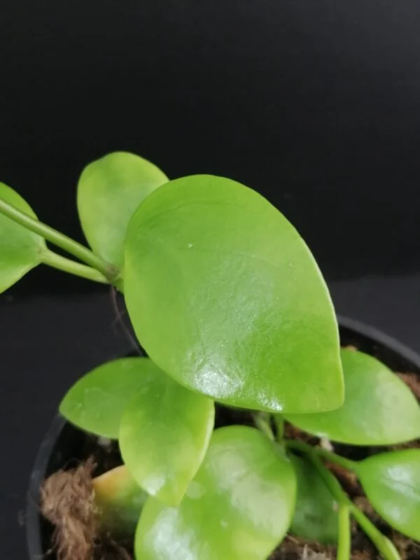 Hoya diptera, foto 2