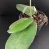 Hoya calycina Stargazer, pianta da interno