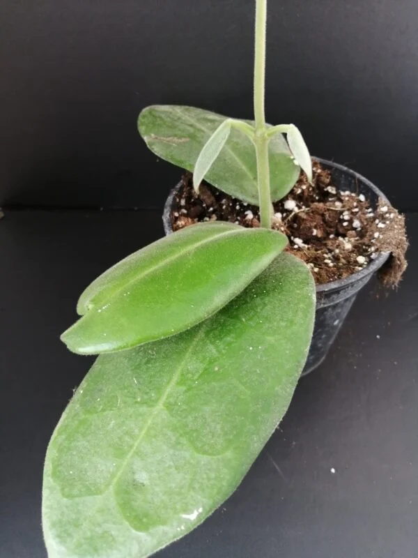Hoya calycina Stargazer, pianta da interno
