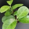 Hoya australis, pianta da interno