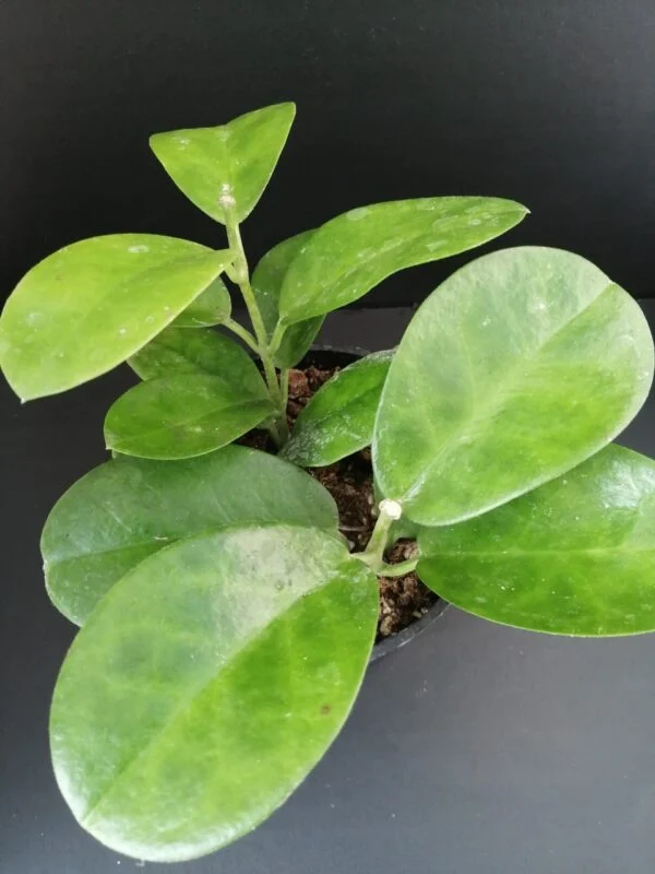 Hoya australis, pianta da interno