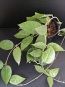 Hoya parasitica Black Edge