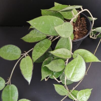 Hoya parasitica Black Edge