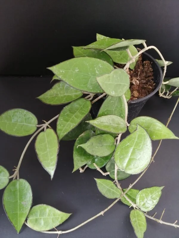 Hoya parasitica Black Edge, pianta da interno