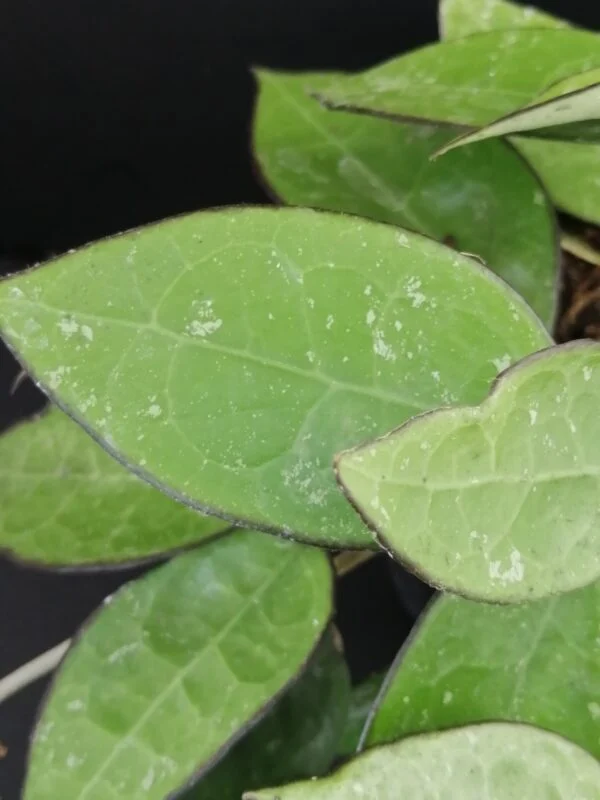 Hoya parasitica Black Edge, foto 2