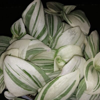 Tradescantia (Continental Group) albiflora variegata White