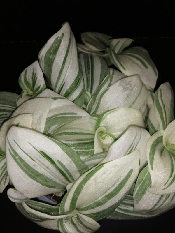 Tradescantia (Continental Group) albiflora variegata White, pianta da interno e da esterno