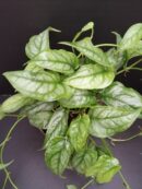 Monstera siltepecana