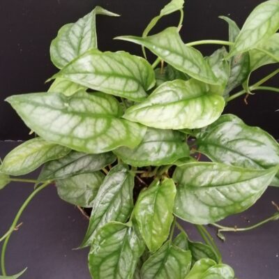 Monstera siltepecana