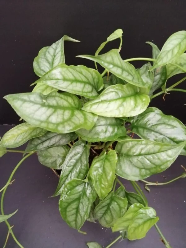 Monstera siltepecana, pianta da interno