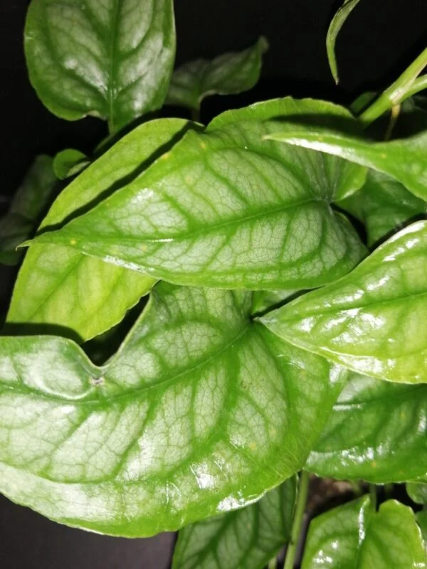 Monstera siltepecana, foto 2
