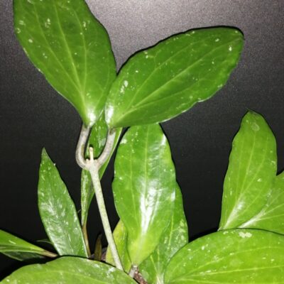 Hoya cinnamomifolia var. purpureofusca