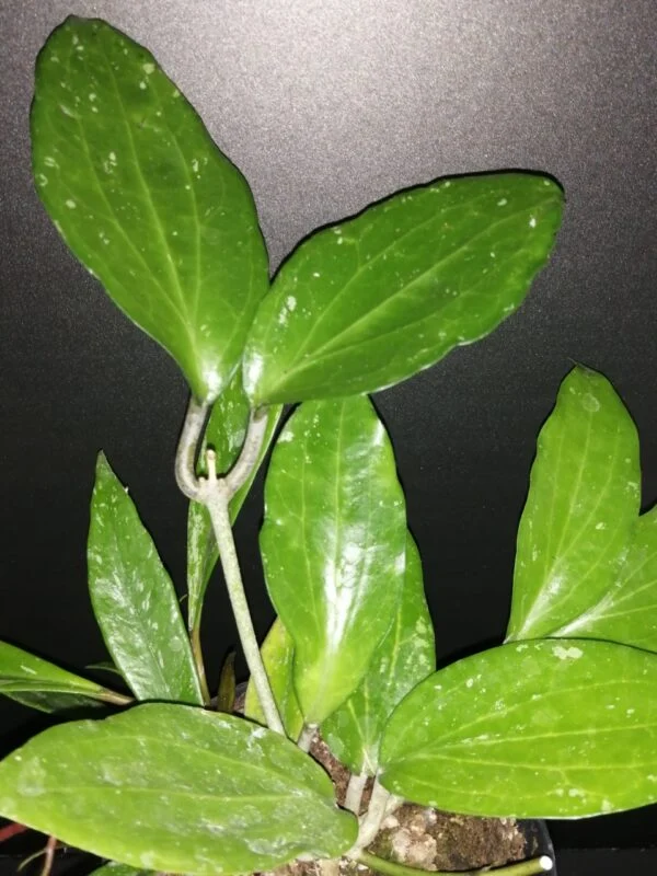 Hoya cinnamomifolia var. purpureofusca, pianta da interno