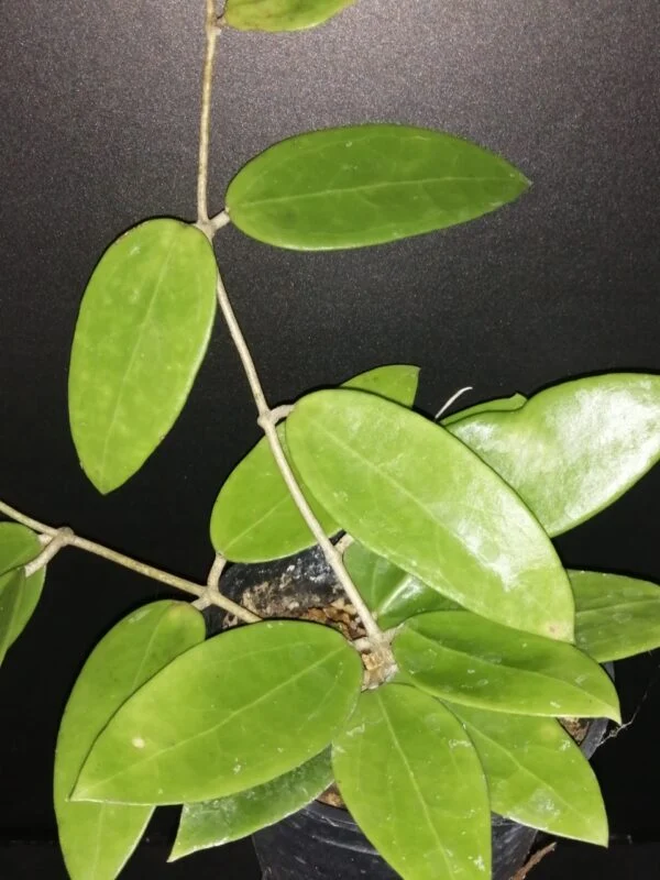 Hoya verticillata, pianta da interno