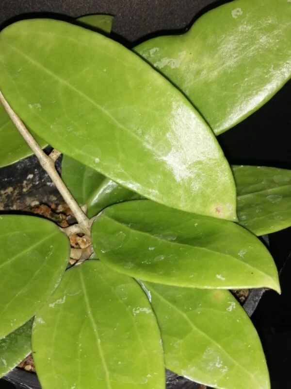 Hoya verticillata, foto 2