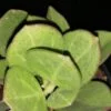 Hoya pachyclada, pianta da interno