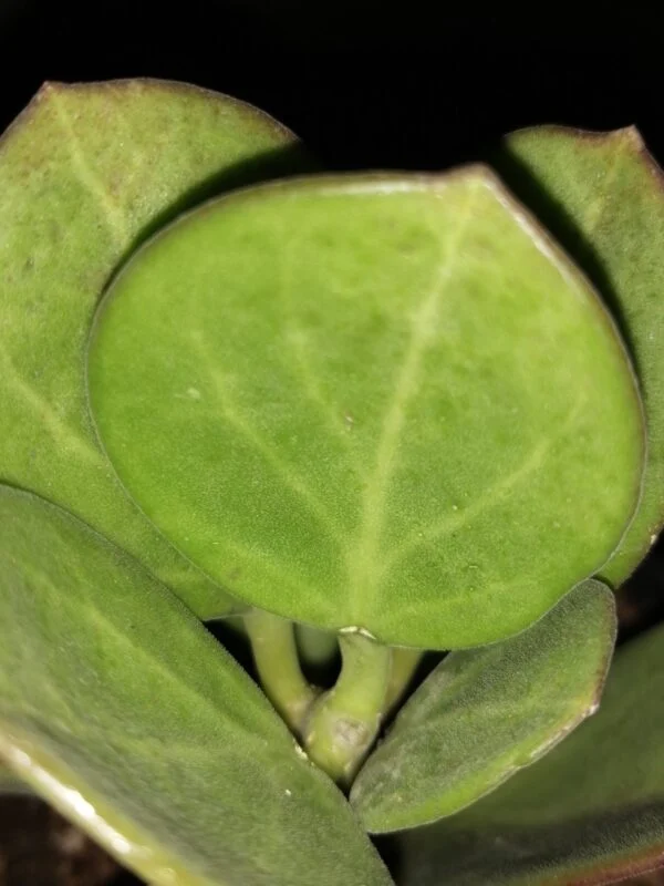 Hoya pachyclada, foto 2