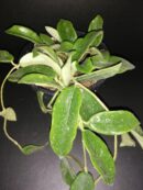 Hoya thompsonii White Flower