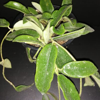 Hoya thompsonii White Flower