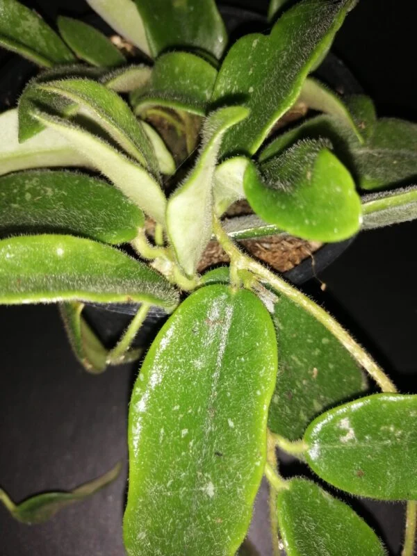 Hoya thompsonii White Flower, foto 2