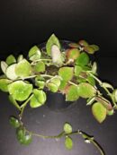 Hoya Fraser's Hill lacunosa