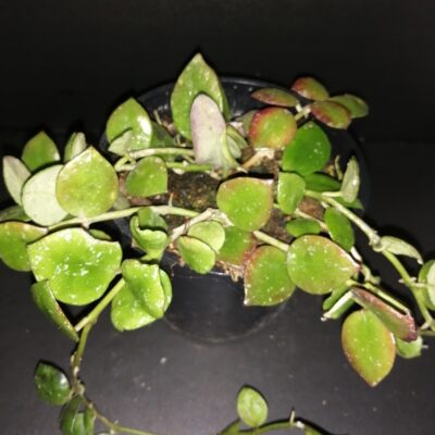 Hoya Fraser's Hill lacunosa