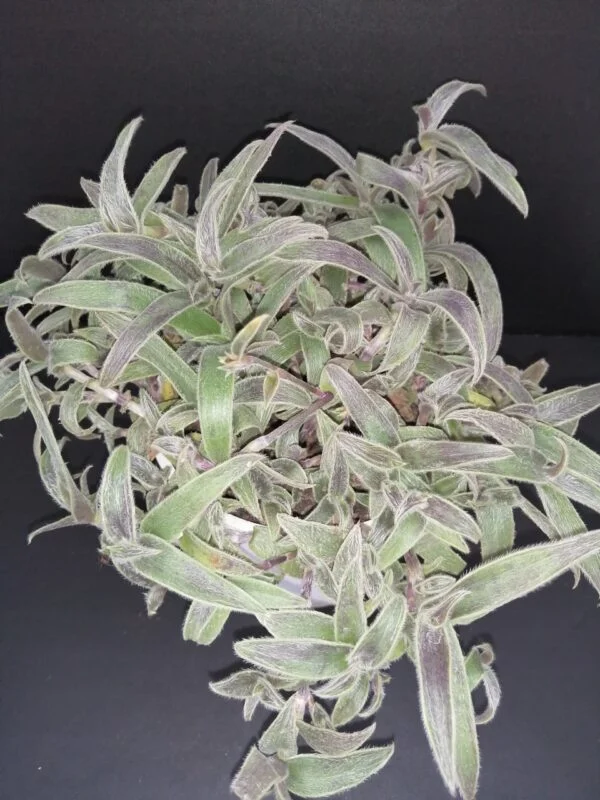 Cyanotis vaga, Commelina hirsuta, Cyanotis abyssinica, foto 2