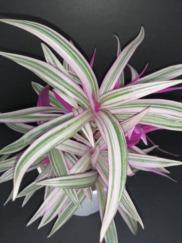 Tradescantia spathacea Sitara, pianta da interno e da esterno