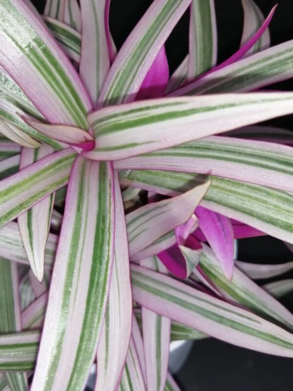 Tradescantia spathacea Sitara, foto 2