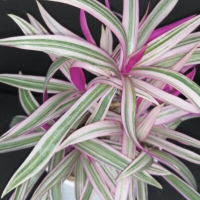 Tradescantia spathacea Sitara